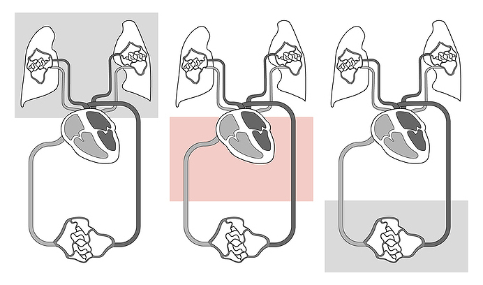 Three-panel diagram of oxygen transport: oxygen loading in the lungs, delivery through the heart and circulation, and oxygen unloading in body tissues.